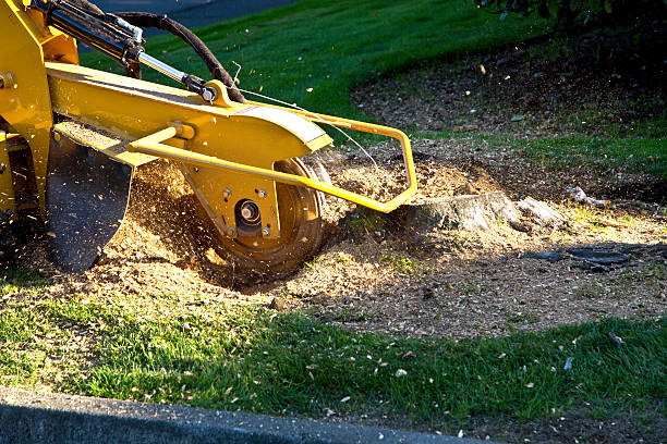 How Our Tree Care Process Works  in  Bay City, TX